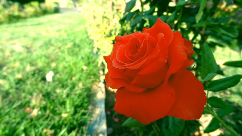 Red Rose in Garden — Serene, Afternoon