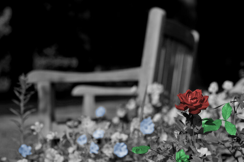 Red Rose in Garden — Serene, Night