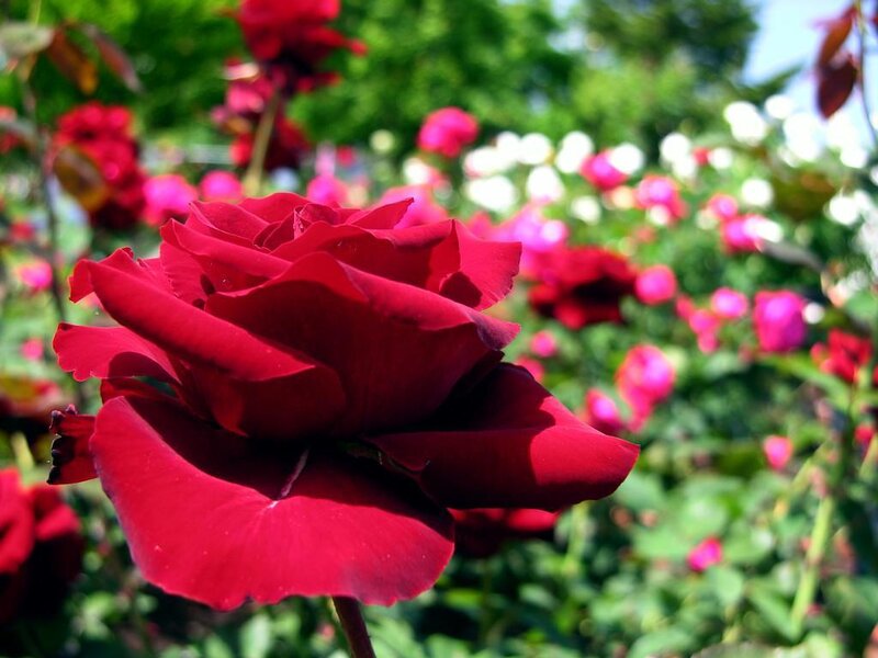 Red Rose in Garden — Serene