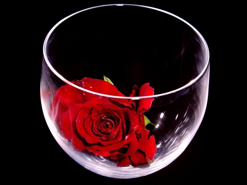 Red Rose in Glass Bowl — Dramatic