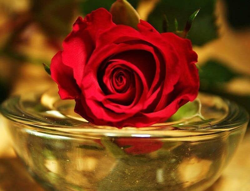 Red rose in glass bowl