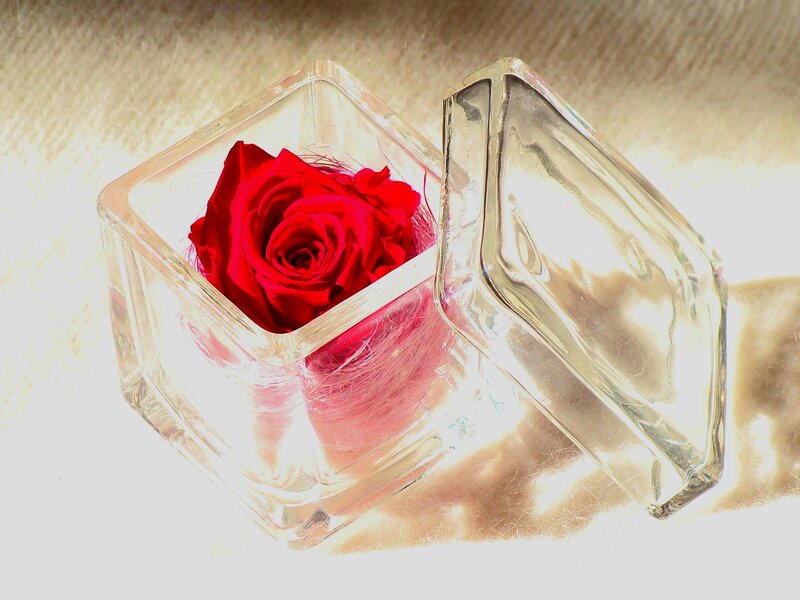 Red Rose in Glass Box — Serene