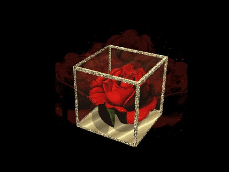 Red Rose in Glass Box