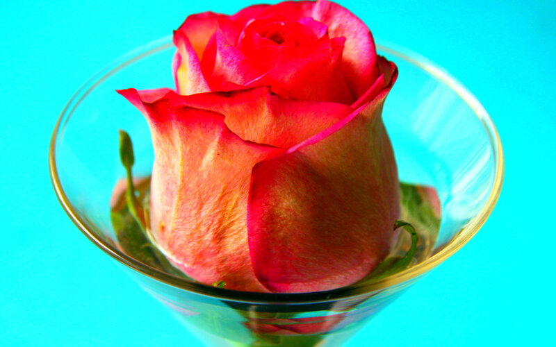 Red Rose in Glass — Calm, Photograph, Green Leaves
