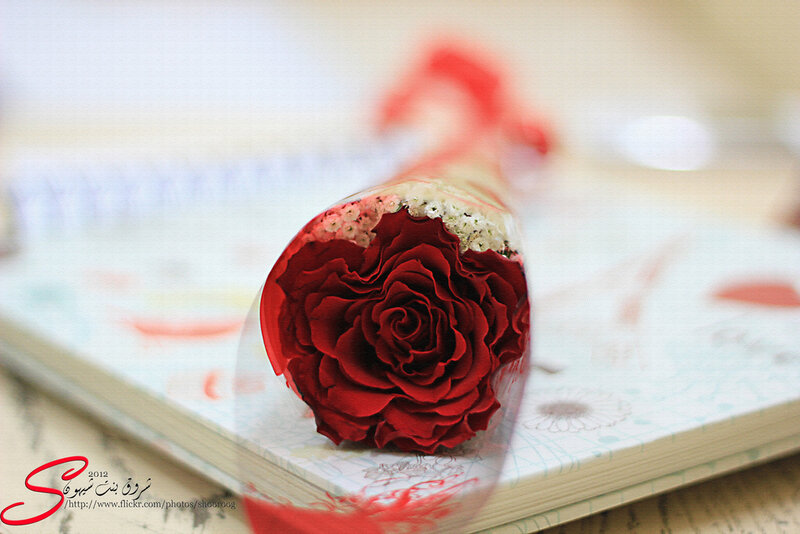 Red Rose in Glass — Calm