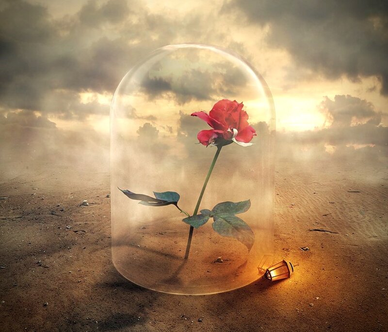 Red Rose in Glass Dome — Brown