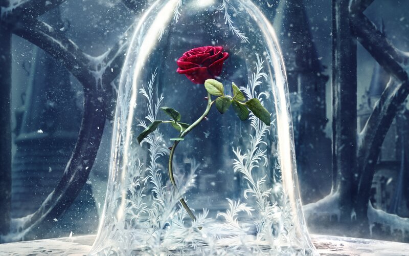 Red Rose in Glass Dome — Dramatic, Winter