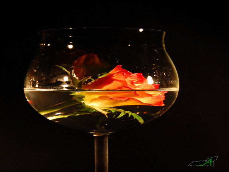 Red Rose in Glass — Dramatic, Night