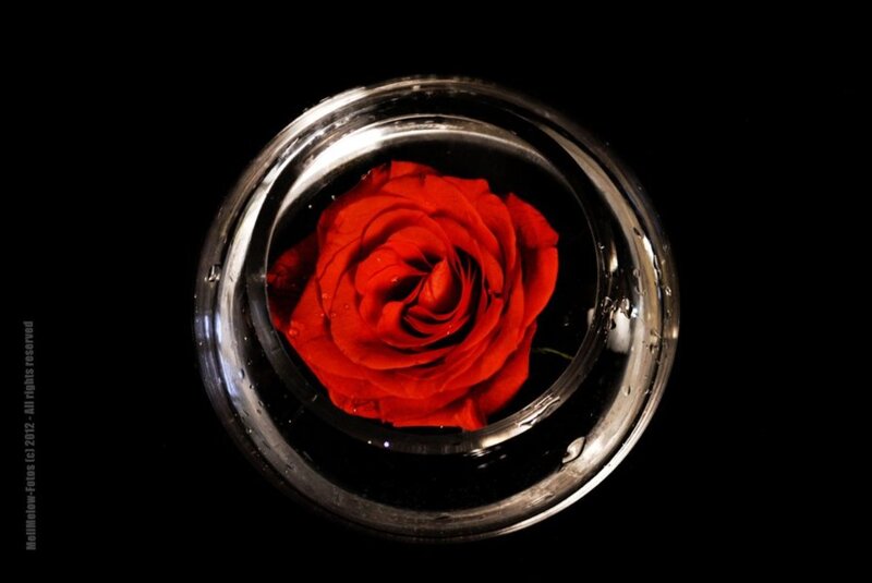 Red Rose in Glass — Dramatic, Photograph