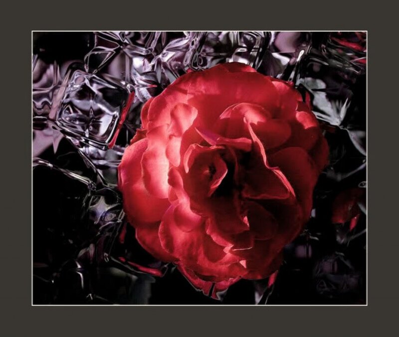 Red Rose in Glass — Dramatic