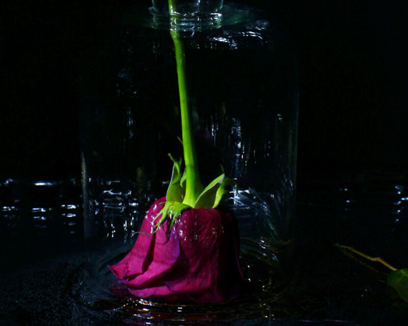 Red Rose in Glass Jar