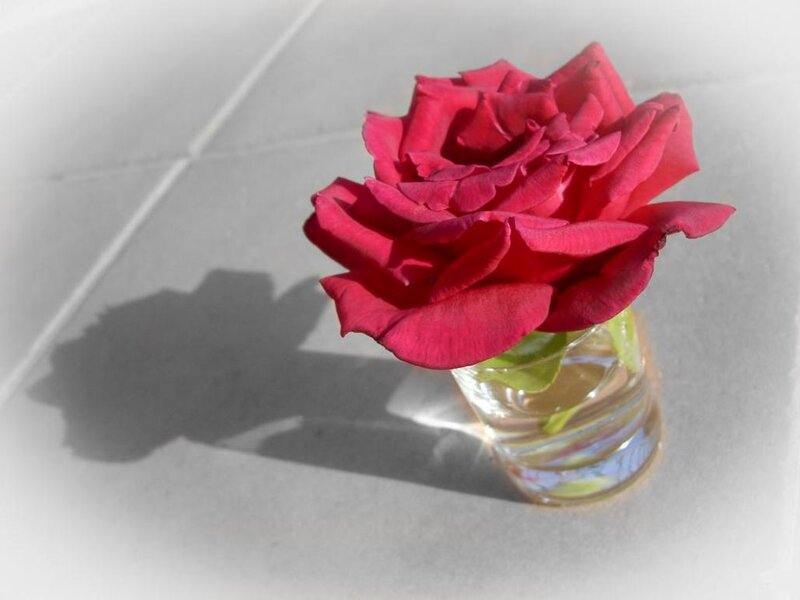 Red Rose in Glass — Serene, Afternoon