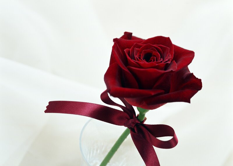 Red Rose in Glass — Serene, Photograph