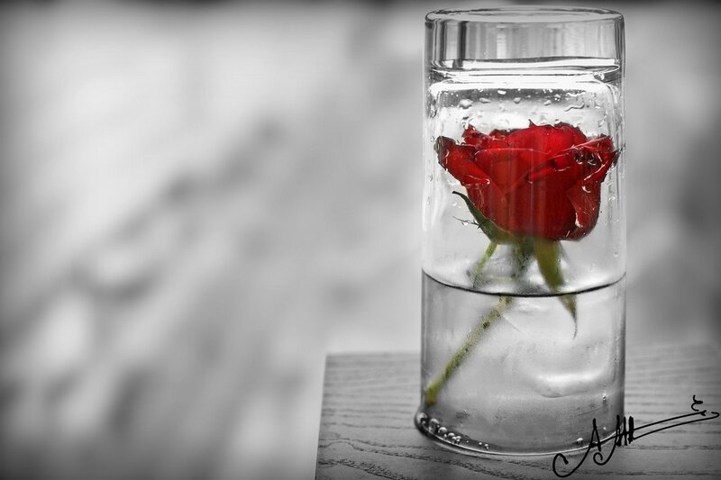 Red Rose in Glass