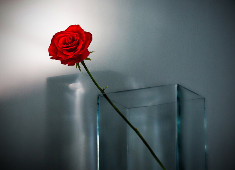 Red Rose in Glass Vase — Dramatic