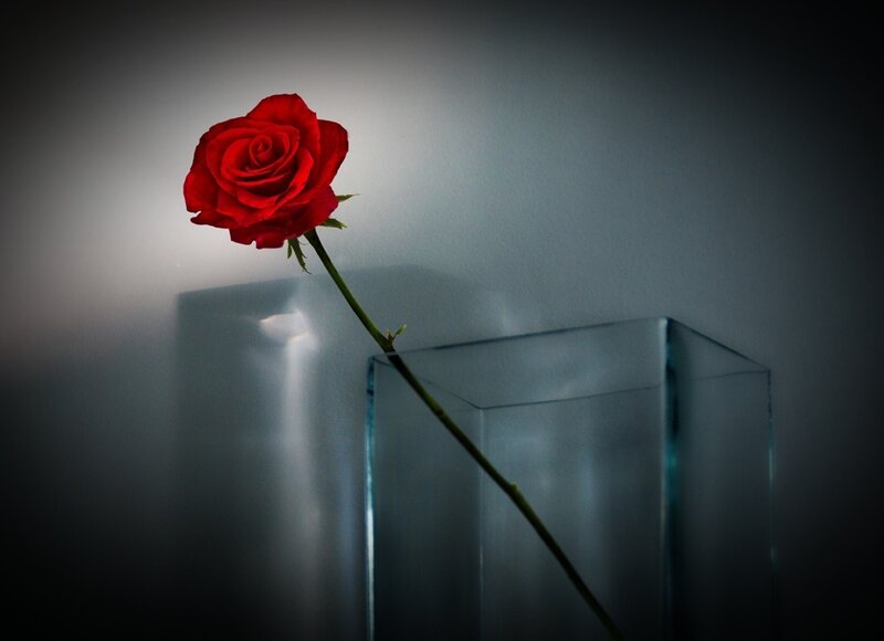 Red Rose in Glass Vase