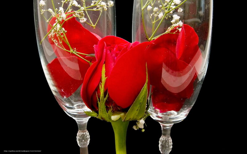 Red Rose in Glasses — Dramatic, Photograph