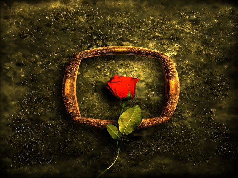 Red rose in golden frame