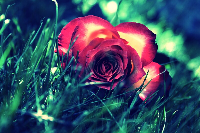 Red Rose in Grass — Dramatic, Photograph