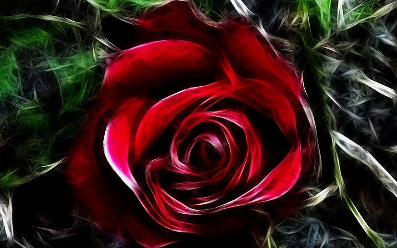 Red Rose in Grass — Dramatic