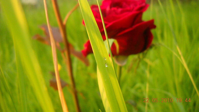 Red rose in grass
