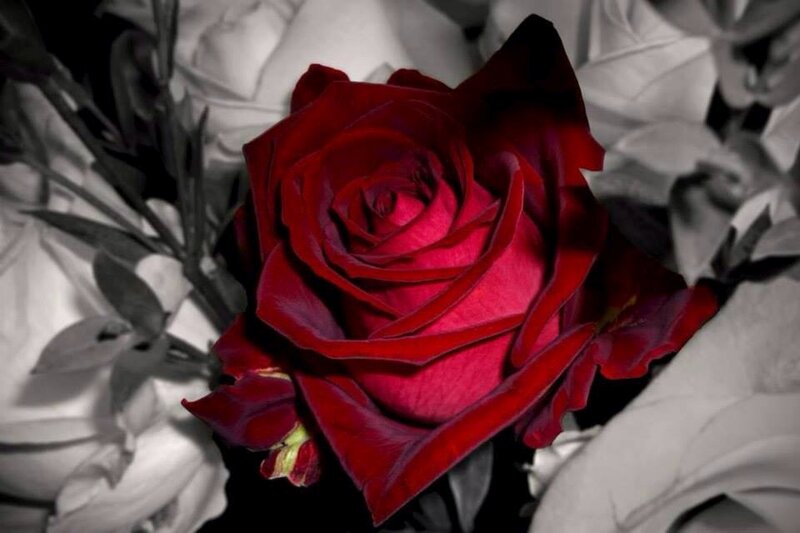 Red Rose in Grayscale