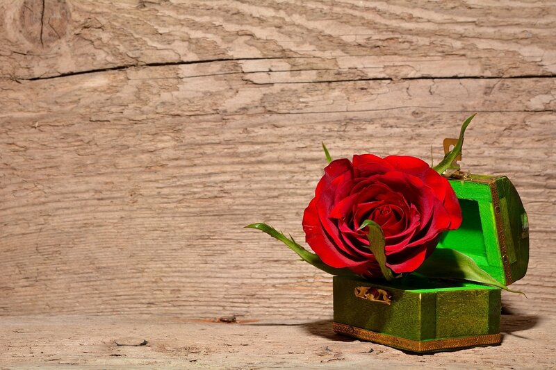 Red Rose in Green Box — Calm