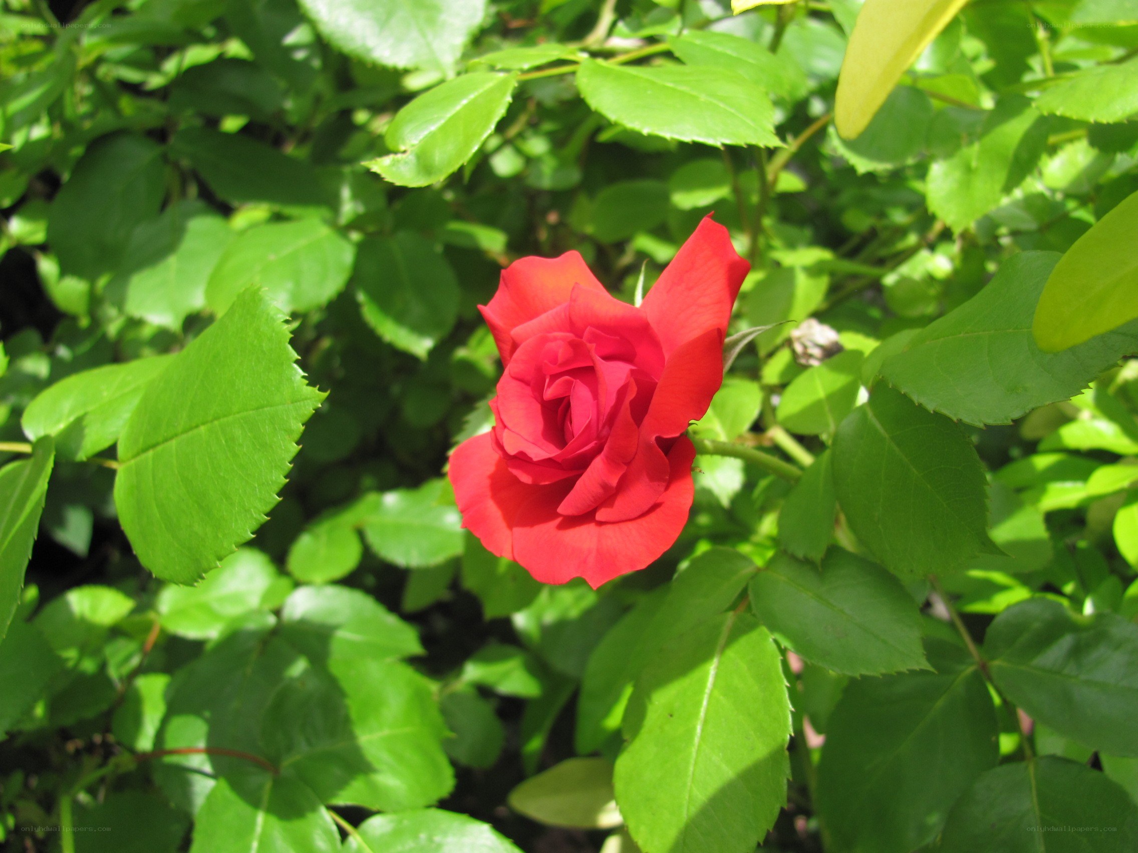 Red rose in green foliage