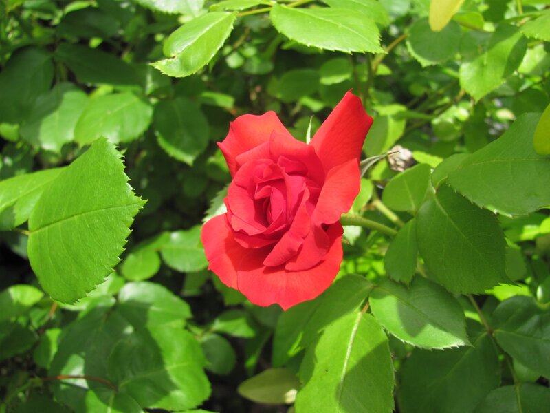 Red rose in green foliage