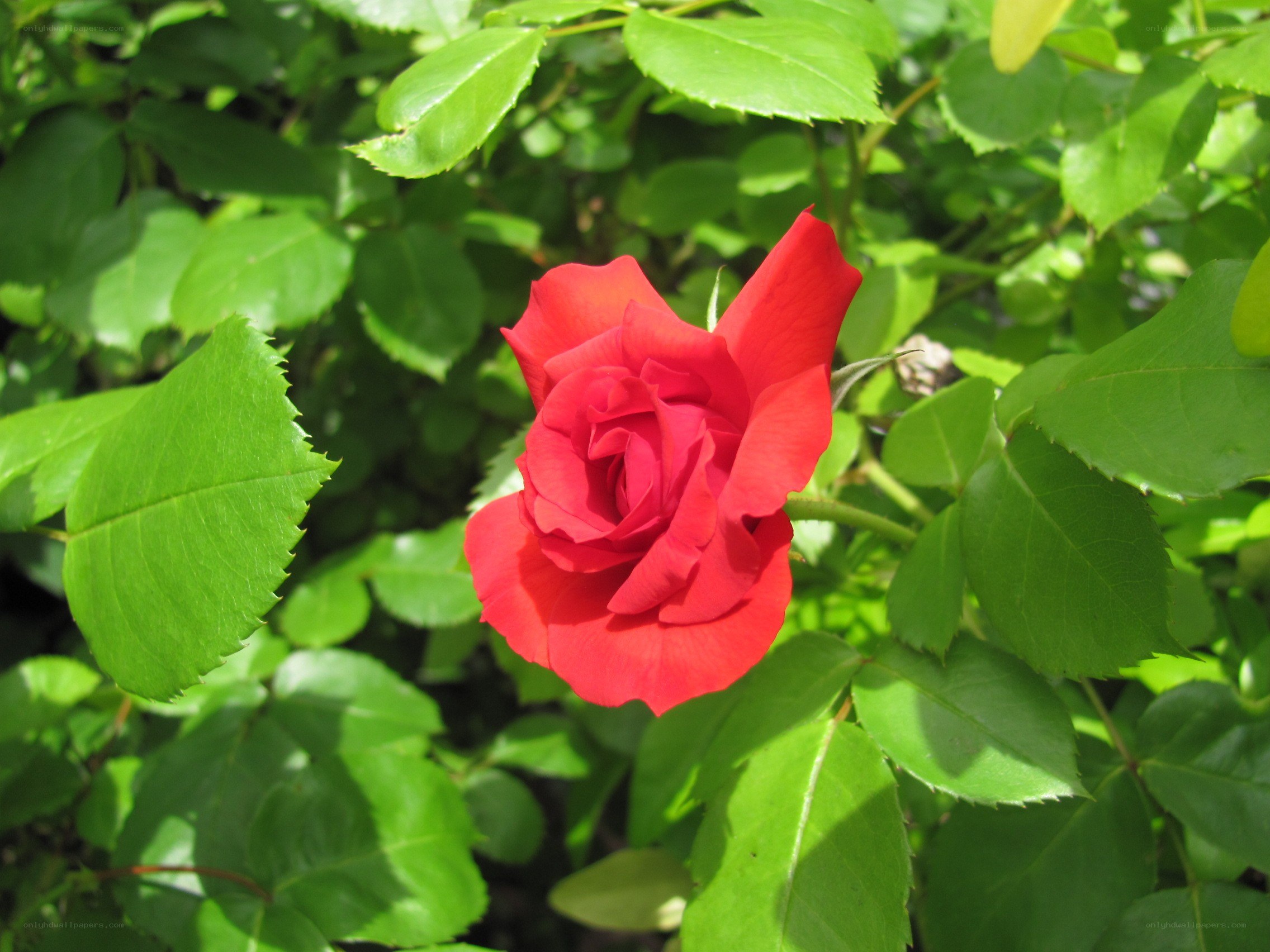 Red rose in green foliage