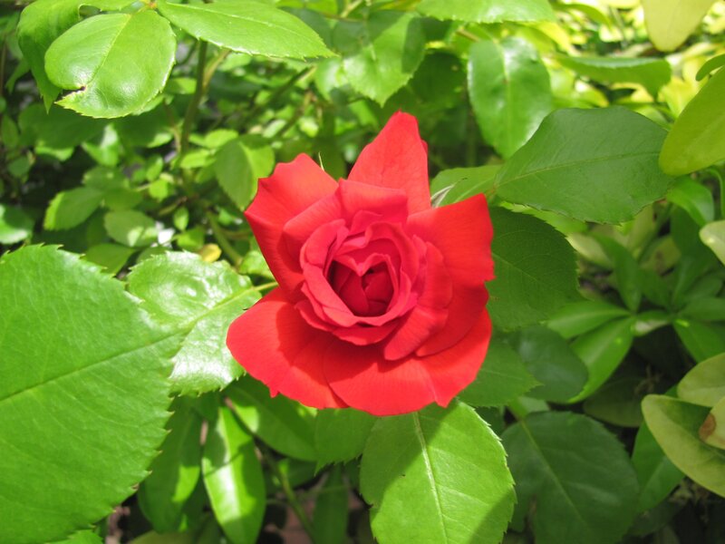 Red rose in green foliage