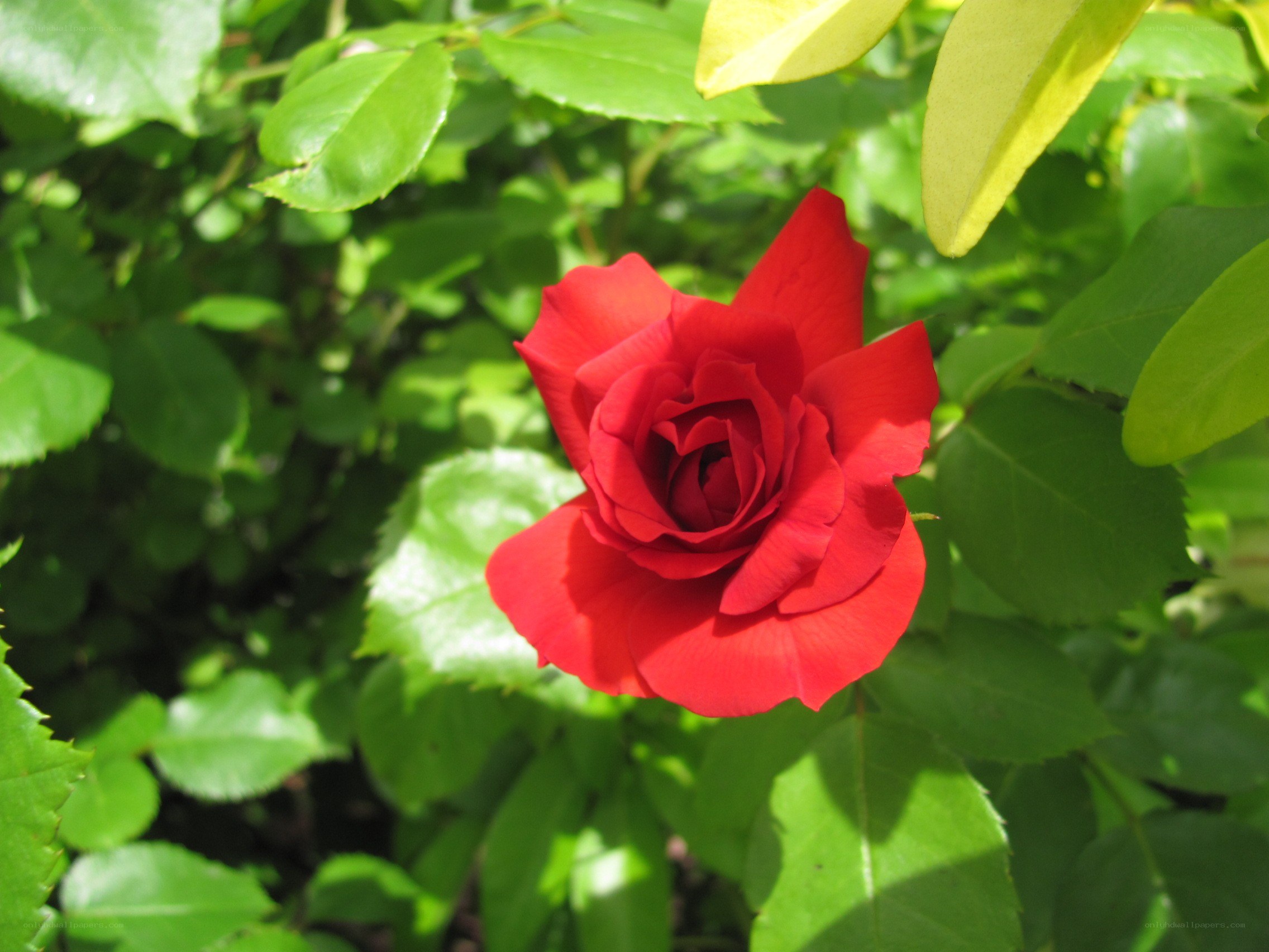 Red rose in green foliage