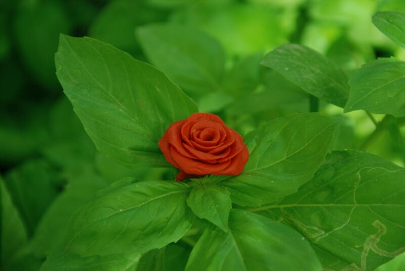 Red Rose in Green Leaves