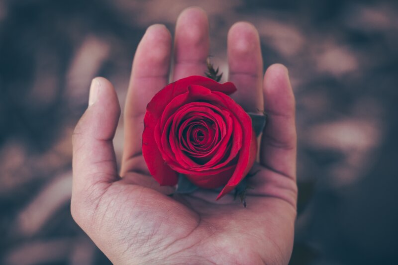 Red Rose in Hand — Calm, Photograph, Background