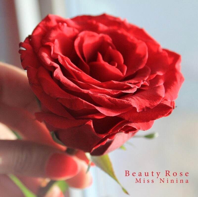 Red Rose in Hand — Calm, Photograph
