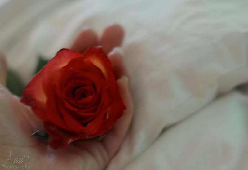 Red Rose in Hand — Calm