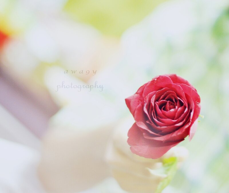 Red Rose in Hand — Serene, Morning