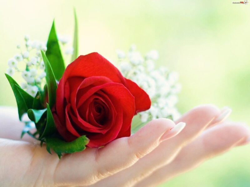 Red Rose in Hand — Serene, Photograph