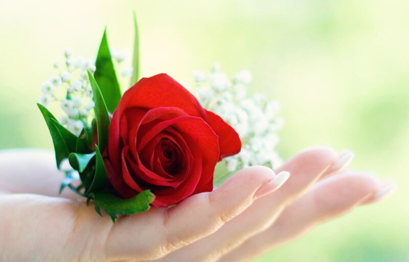 Red Rose in Hand — Serene