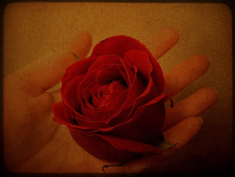 Red Rose in Hand