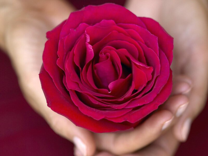 Red Rose in Hands — Calm, Photograph, Pink