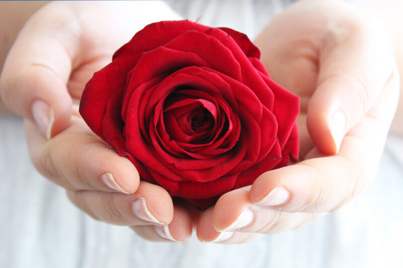 Red Rose in Hands — Calm, Photograph