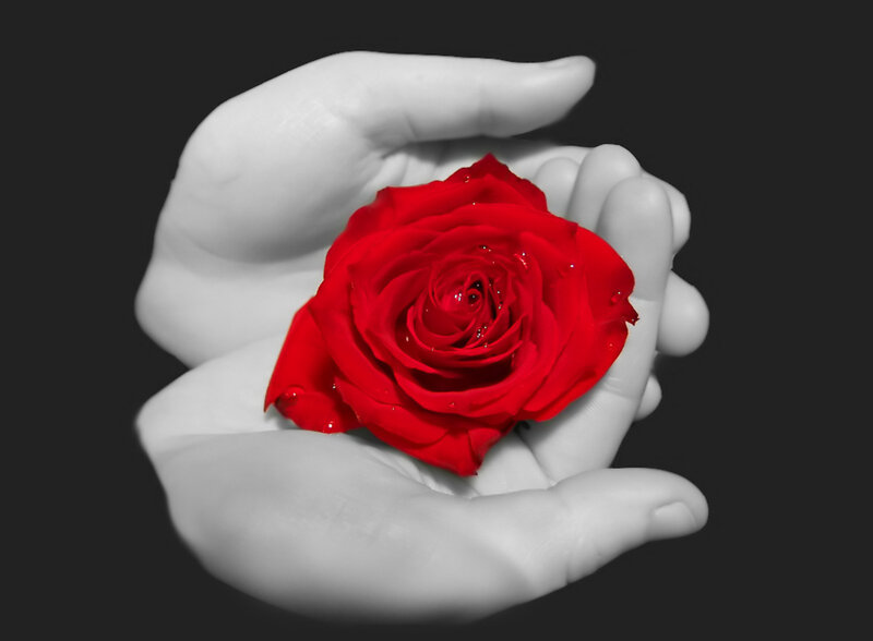 Red Rose in Hands — Dramatic, Photograph, Drops