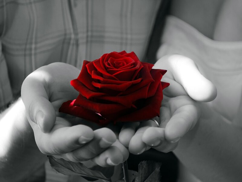 Red Rose in Hands — Dramatic, Photograph, Ring, Shirt