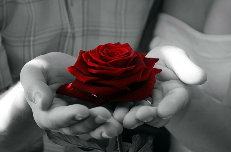 Red Rose in Hands — Dramatic, Photograph, Ring