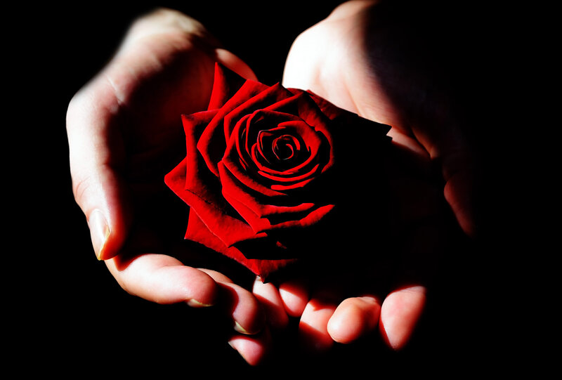Red Rose in Hands — Dramatic, Photograph