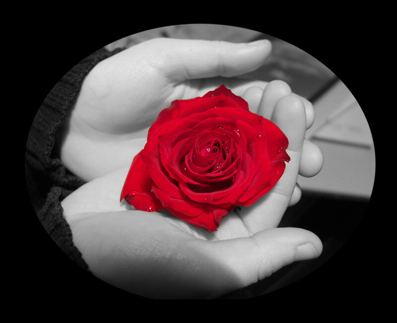 Red Rose in Hands — Dramatic, Photograph, Water Droplets