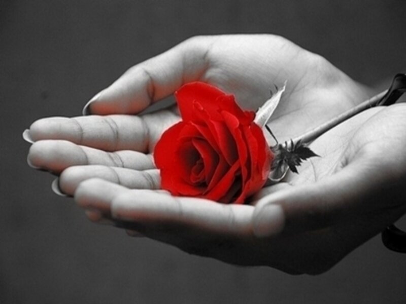 Red Rose in Hands — Dramatic