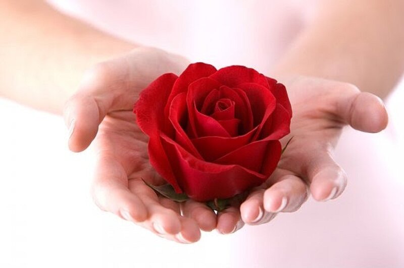 Red Rose in Hands — Serene, Photograph