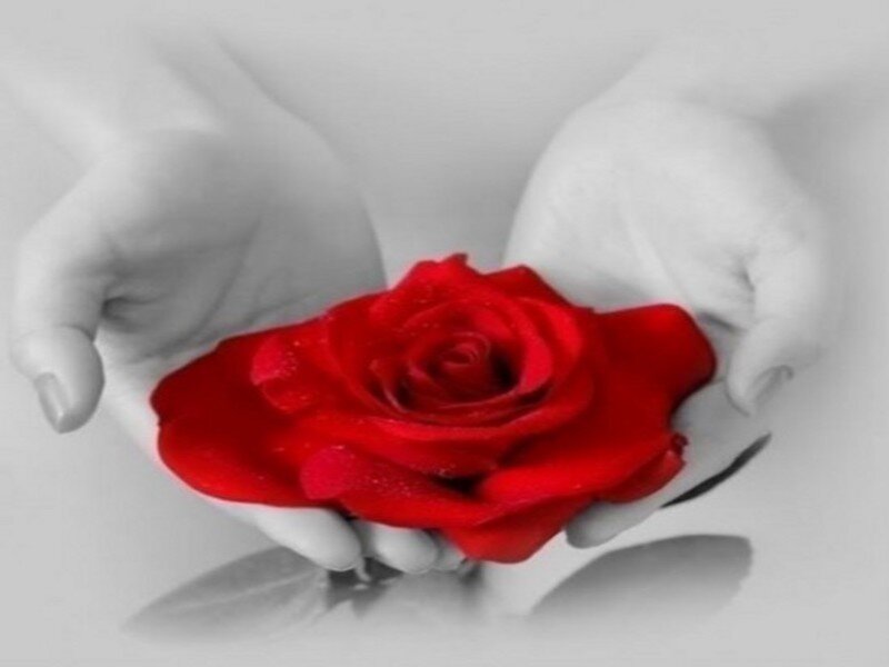 Red Rose in Hands — Serene